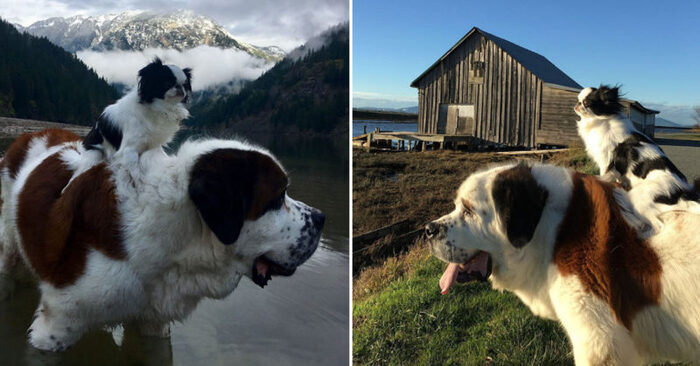  A funny scene: this wonderful little dog was enjoying his rest while sitting on the back of a Saint Bernard
