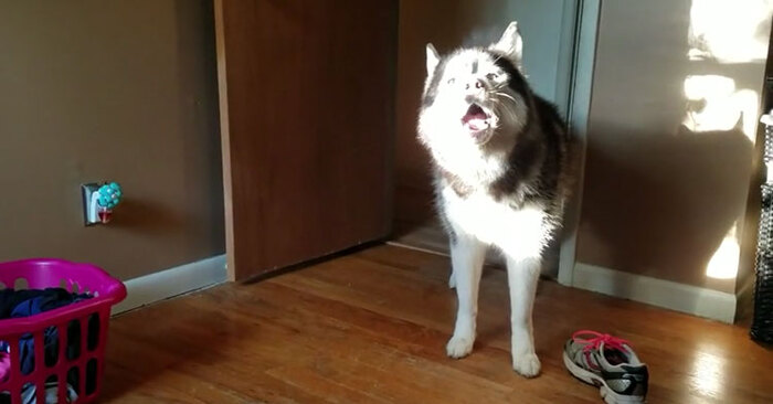  Funny and cute at the same time: this husky argue for a stolen shoe and finally gets it back