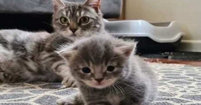  Amazing story: this rescued cat gave birth to her only cute kitten and gave her all her care and love