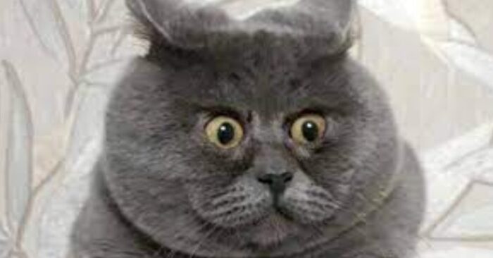  Funny looking: this gray cat named Fedya has captivated everyone with his unique amazed face