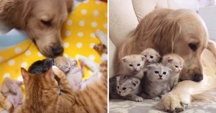  A wonderful scene: this kind and caring dog decided to help her cat friend take care of the kittens
