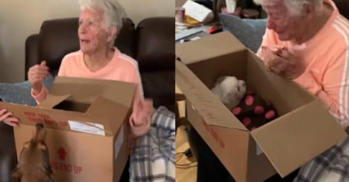  A truly touching scene: this old woman was so happy when her beloved family gave her a new puppy