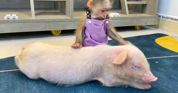  An incredible story: this little rescued friendly monkey instantly becomes close to a pig