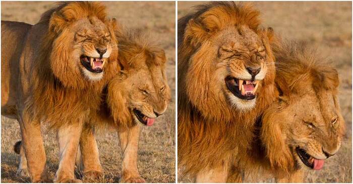  Funny and at the same time beautiful scene: the camera captured how these lions were giggling