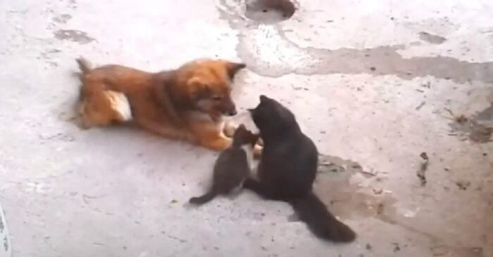  An incredible scene: this mother cat decided to bring her kittens and show them to her dog friend