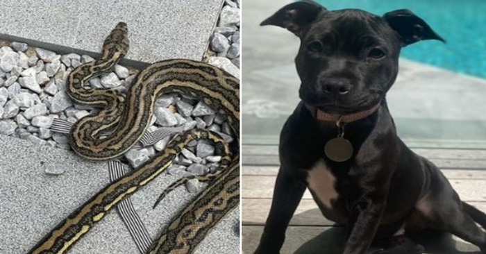  Heroic move: this man saw a python wrapped around a dog and jumped over the fence to save him
