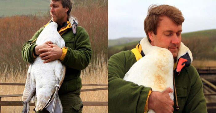  This kind and caring man saved the wounded swan and they became inseparable friends