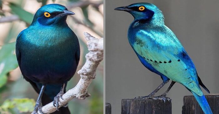  A blue beauty: this unique bird looks so beautiful that it attracts anyone