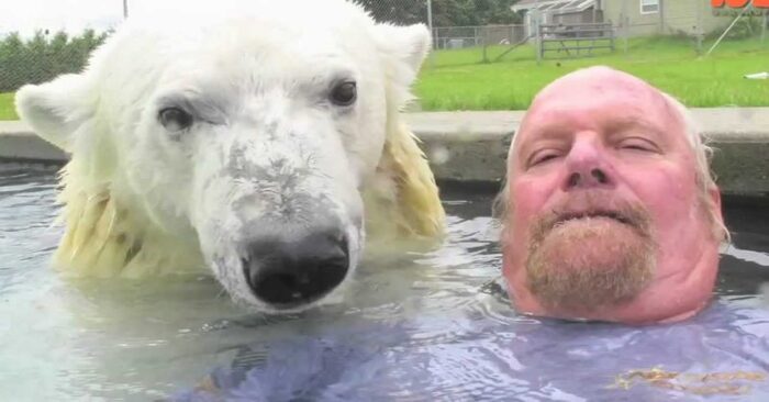  An interesting scene: this man is the only one in the world who is not afraid to swim with a polar bear