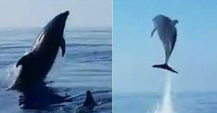  Amazing good story: this mother dolphin was jumping for joy that her baby was saved