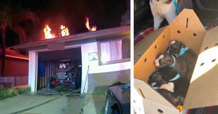  Heroic move: this policeman managed to save the puppies from the burning building in the last seconds