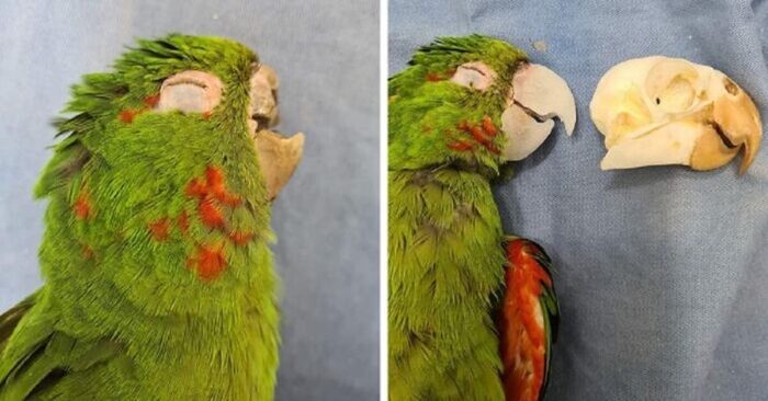  Amazing story: these clever caring vets were able to give a parrot a new life