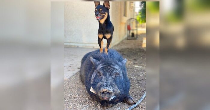  Incredible story: this little dog and rescued pig became so close they had to be adopted together