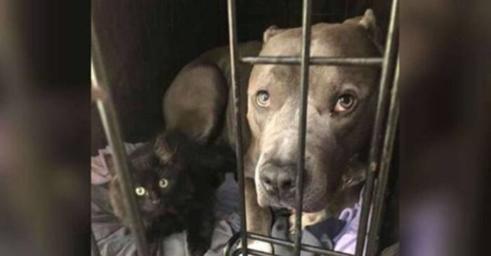  This wonderful rescued pit bull looked at his owner with a frown, afraid that the cat would take his place