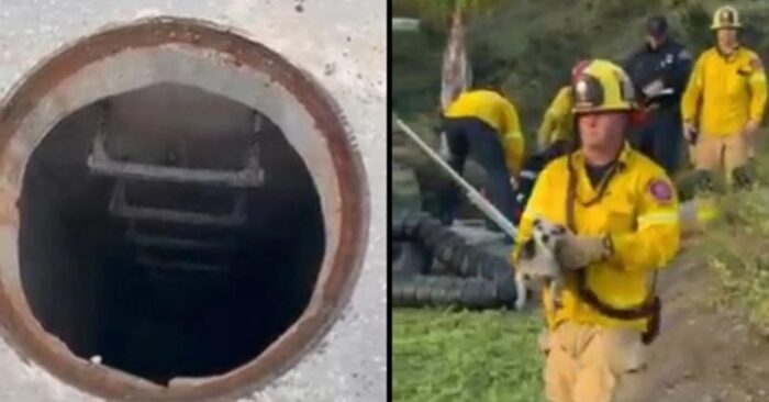  Fortunately, this poor Chihuahua is back in freedom and light only thanks to the caring firefighters
