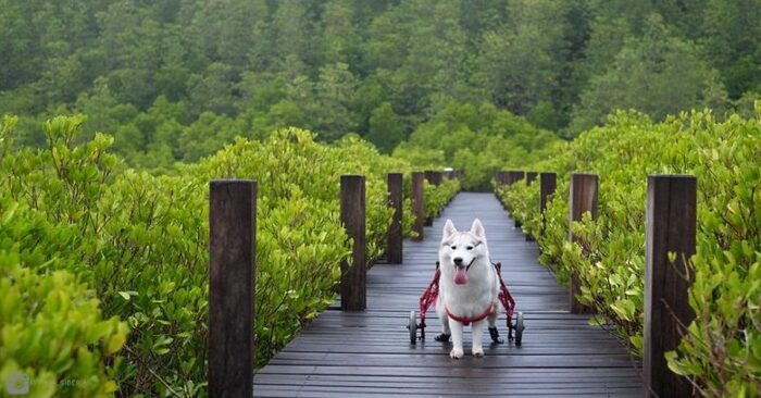  This adorable husky was born without paws and is finally happy after using a wheelchair
