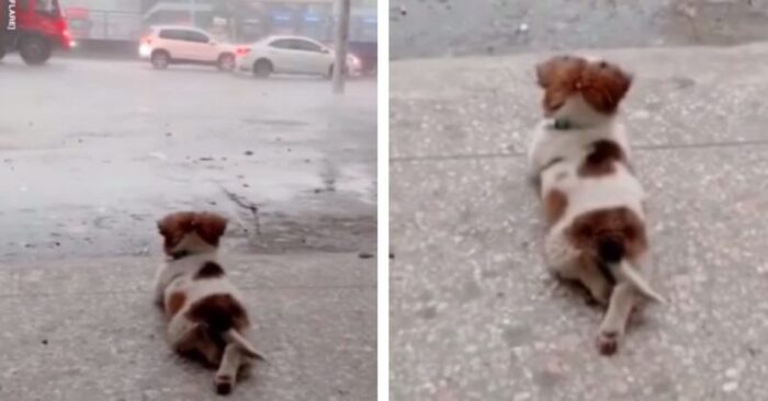  What a cute sight: this unique puppy watching the rain carefully caught everyone’s attention
