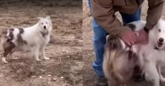  Touching reunion: this dog was finally reunited with her owner who had to be put down due to the pandemic