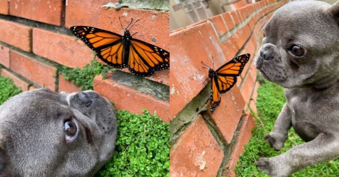  This little wonderful dog got close to the butterfly and they got everyone’s attention