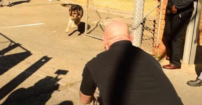 A touching and wonderful reunion: this dog reunites with his beloved former handler after only 2 years
