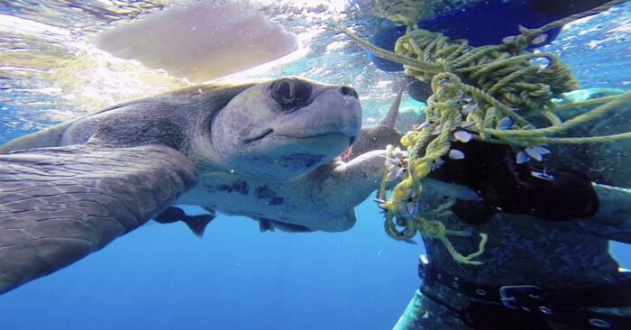  Incredibly cute scene: this trapped giant turtle hugs a diver who saves his life
