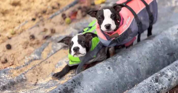  These two wonderful dogs are proof of affection: the little animals became real friends