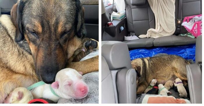  Amazing story: this kind and caring family spent hours in the car to give birth to the dog