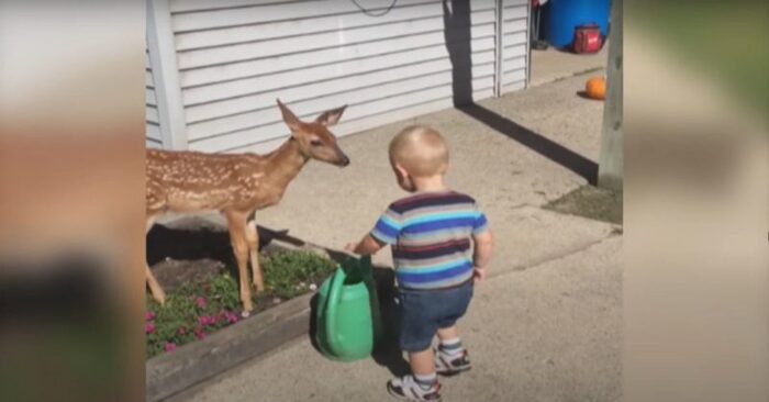  Cute scene: this little boy became the deer’s best friend and in return he got more than expected