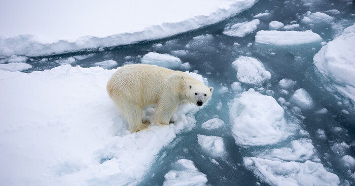  Incredible story: this secret polar bear population was found in an impossible place