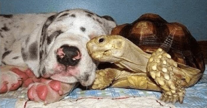  Incredibly bond: this lone remaining turtle grew up with rescued dogs and they were inseparable