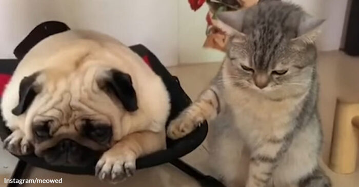  Incredibly unique bond: this cat gently caresses a dog sleeping peacefully next to him