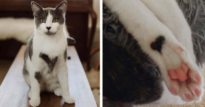  Unexpected discovery: this woman decided to adopt a cat and then discovered that he has hearts on it