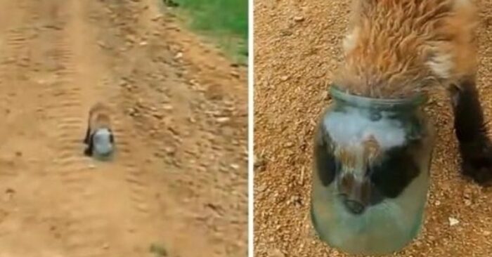  This poor fox’s head was stuck in a jar and wouldn’t come out, and the animal was asking for help from a human