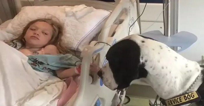  What a wonderful story: this kind and caring dog was able to help a sick child walk again