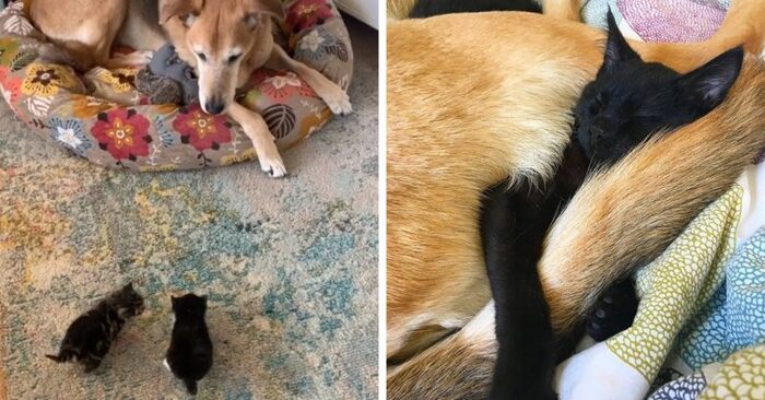  This kind and caring dog lovingly took care of various kittens in the shelter