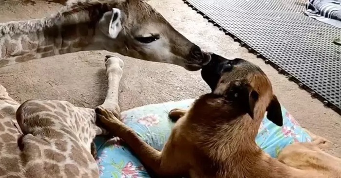  What a cute scene: an orphaned giraffe in an animal sanctuary gets close to a dog and they become inseparable
