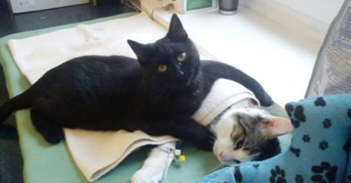  Wonderful care: this cat lovingly cared for all the animals in the shelter in Poland