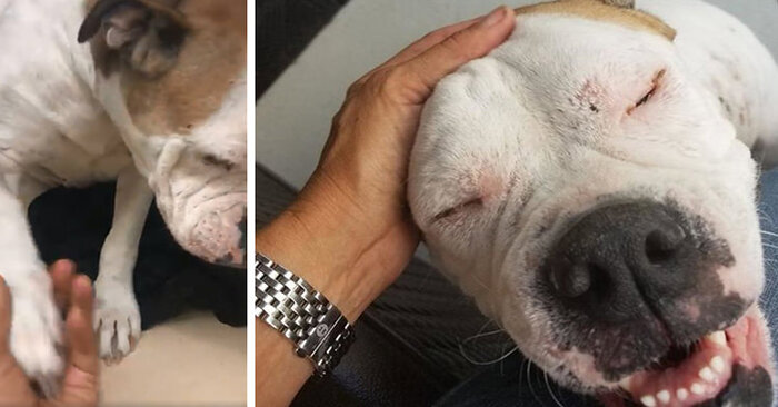  Cute scene: this dog at the shelter was constantly extending her paw to people until she found a caring owner