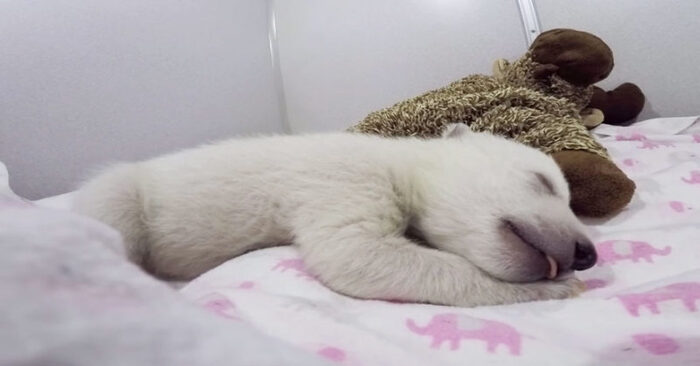  This orphaned cute polar bear loves to sleep with his favorite toy and has attracted everyone’s attention