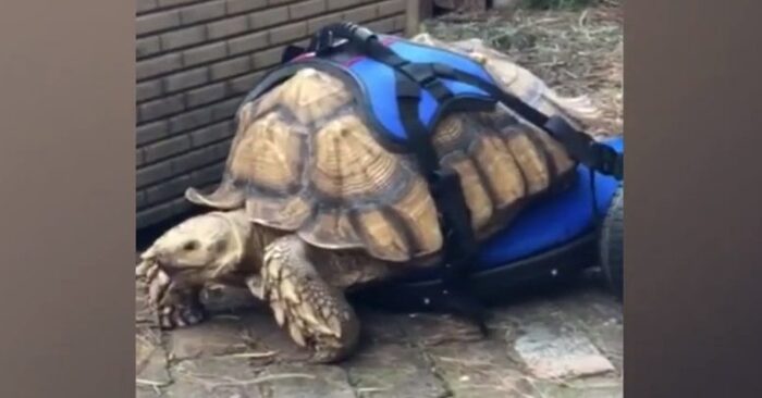  One of the kindest stories: a 70-pound disabled turtle already has his own wheelchair