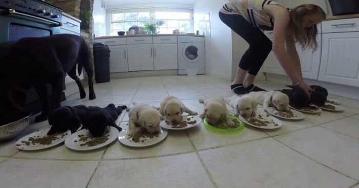  Adorable chaos. Labrador puppies are fed for the first time