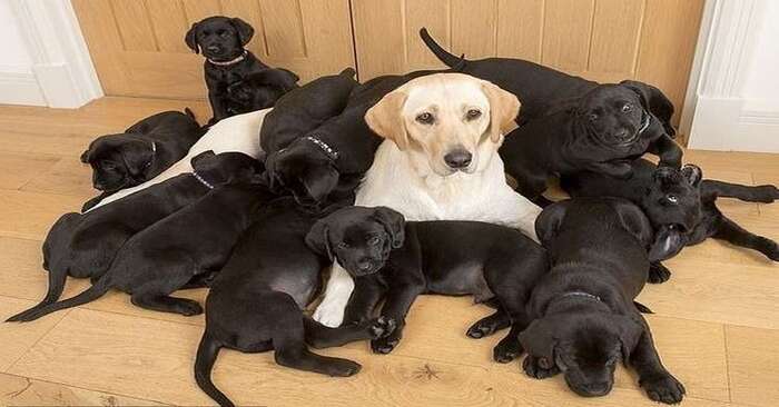  This surprised everyone: a golden Labrador had 13 black puppies, which was a surprise for everyone