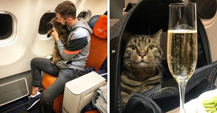  Here’s the trick: a fat cat was not allowed on the plane and the owner came up with a cunning plan