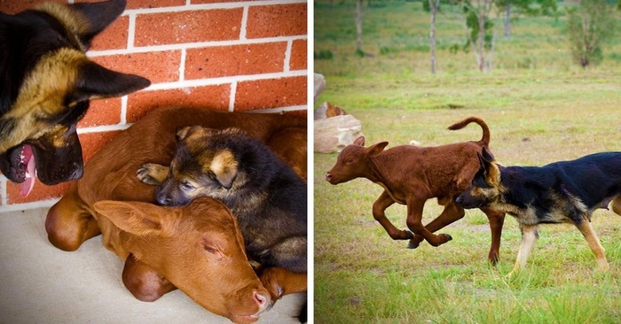  Farmers rescued a calf that a shepherd began to raise: now it seems to him that he is a dog