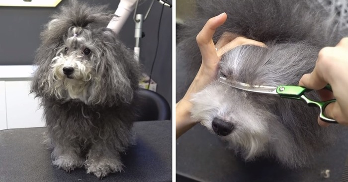  This wonderful dog’s hair had grown but the groomer turned her into a little fluffy cutie