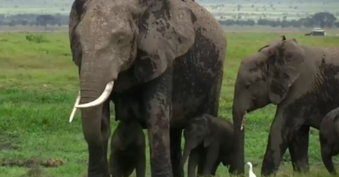  Twin elephants have been greeted at Amboseli National Park in Kenya