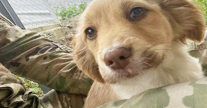  Good story: American soldiers on a mission abroad rescued a puppy which will soon have families