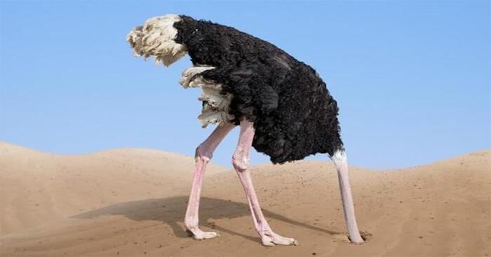  An interesting animal world: is it true that an ostrich hides its head in the sand