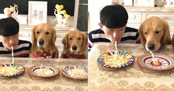  Interesting story: this man arranged a competition with his dogs who must eat noodle