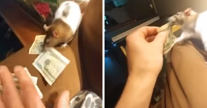  Funny story: this thief rat steals money from the owner and this scene is simply amazing